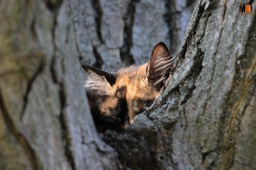 camouflage gatto