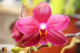 IMG_2276 copy