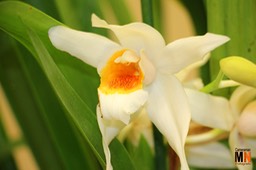 IMG_2290 copy